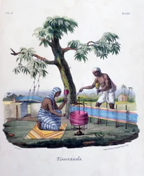Vevere, 1828