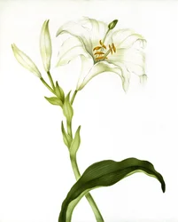 Lily, ca. 1790