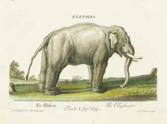 Asiatisk elefant i lenker