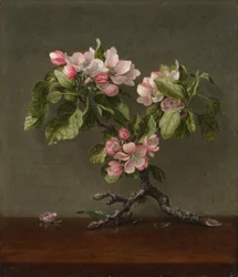 Epleblomster, 1873