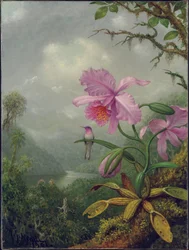 Kolibri sittende på en orkidéplante, 1901