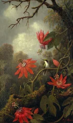 Kolibri og pasjonsblomster, ca. 1875-85