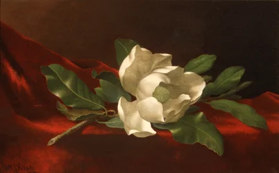 Magnolia, ca. 1885–95 (olje på lerret)