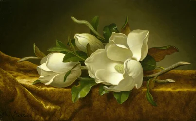 Magnoliaer på gullfløyelsstoff
