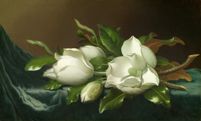 Magnolia på lyseblå fløyelsklut