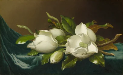 Magnoliaer på lyseblått fløyelsstoff