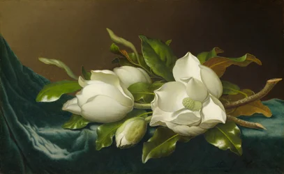 Magnolia på lyseblå fløyelsduk, 188595.