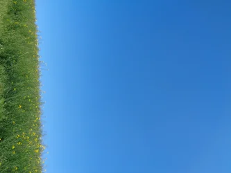 Blå