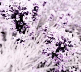 Lavendel lilla sølv