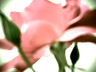 Rose Pastell