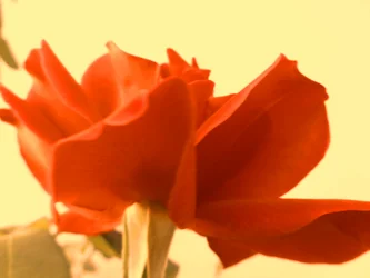 Rose digital kunst