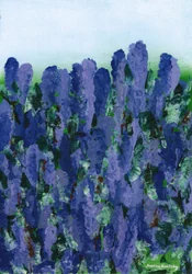 lavendel