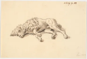 Liggende puddelhund
