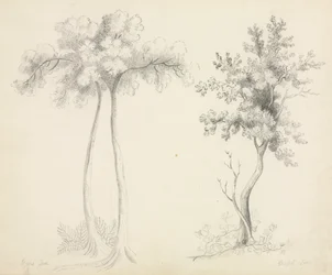 Studier av Upas og Maple Trees.