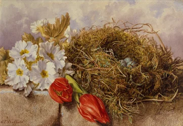 Et stilleben av blomstrende tulipaner og et fuglerede på en avsats (blyant og akvarell)