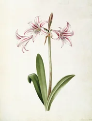 (Amaryllis) Vittata Formosanorwegian