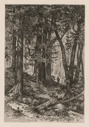 Interiør i en California-skog etter Thomas Moran American, 1837-1926, 1888.