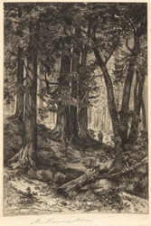 Uten tittel (skogsscene)