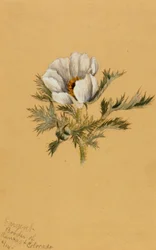 (Uten tittel) (Blomsterstudie)