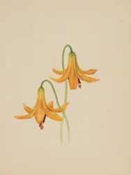 (Uten tittel -- Blomsterstudie)