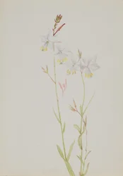 (Uten tittel -- Blomsterstudie)