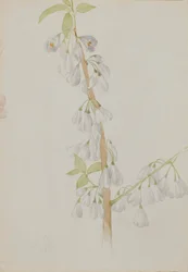 (Uten tittel -- Blomsterstudie)