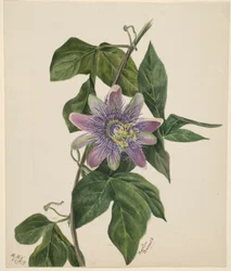 (Uten tittel -- Blomsterstudie)