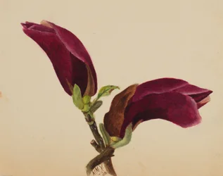 (Uten tittel -- Blomsterstudie)