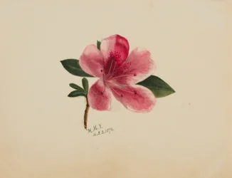 (Uten tittel -- Blomsterstudie)