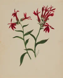 (Uten tittel -- Blomsterstudie)