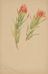(Uten tittel -- Plantestudie)