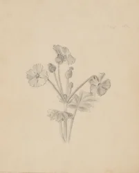 (Uten tittel -- Plantestudie)