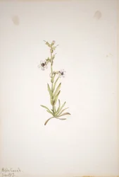 (Uten tittel -- Plantestudie)