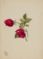 (Uten tittel -- Rose)