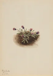 Alpin fleabane (Erigeron unalaschcensis)