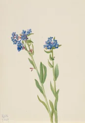 Alpeforglemmegei (Myosotis alpestris)
