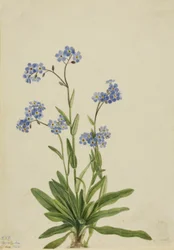 Alpine Forglemmejei Myosotis alpestris, 1924.