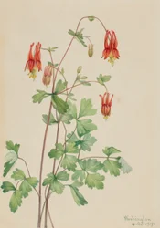 Amerikansk akeleie (Aquilegia canadensis)