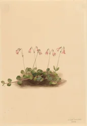 Amerikansk tvillingblomst (Linnaea borealis americana)