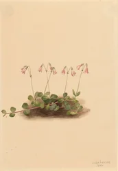 Amerikansk tvillingblomst Linnaea borealis americana, 1902.