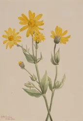 Arnica Arnica latifolia, 1904.