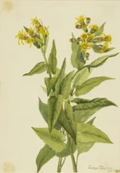 Pilbladbakke (Senecia triangularis)