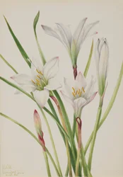 Atamasco Lily (Atamosco atamasco)