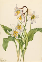 Skredlilje (Erythronium montanum)