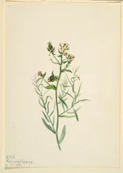 Bastard Toadlin (Comandra pallida)