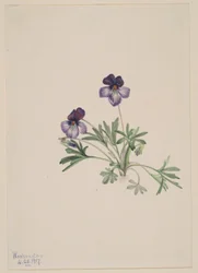 Birdsfoot Violet (Viola pedata)