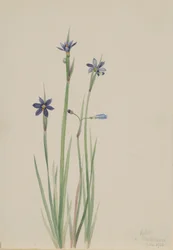 Blåøyet gress (Sisyrinchium angustifolium)