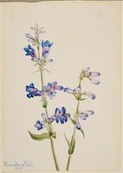 Blå skjeggtunge (Pentstemon)