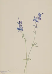Blue Larkspur Delphinium nuttallianum, 1905.