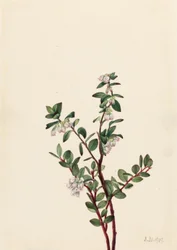 Boksbær (Gaylussacia brachycera)